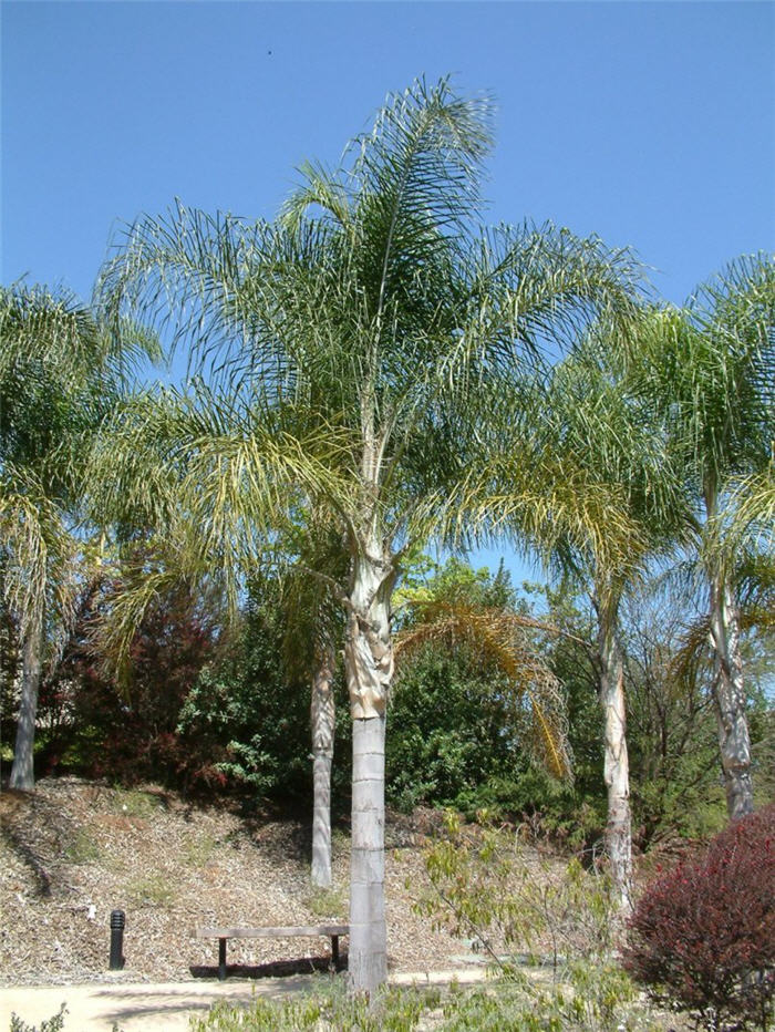 Plant photo of: Syagrus romanzoffianum