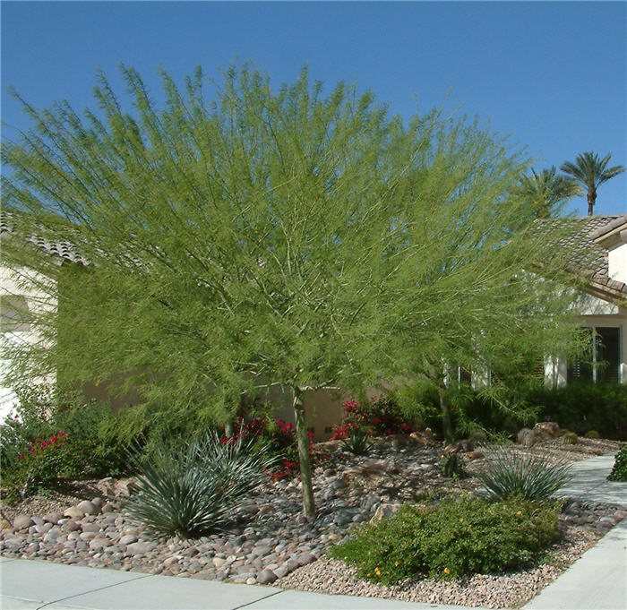 Plant photo of: Cercidium 'Desert  Museum'