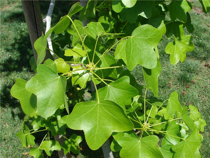 Plant photo of: Liquidambar styraciflua 'Rotundiloba'