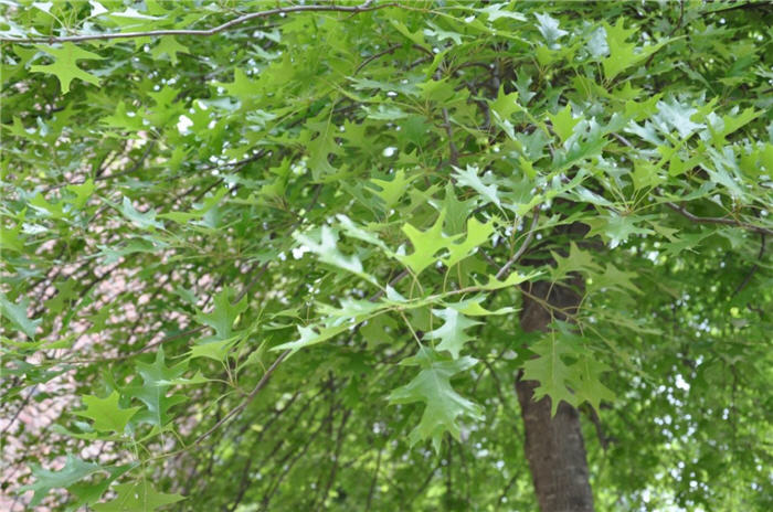 Plant photo of: Quercus kelloggii