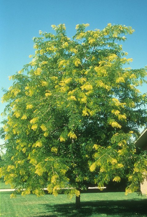 Plant photo of: Gleditsia triacanthos inermis 'Sunburst'