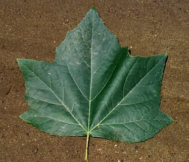 Plant photo of: Platanus X acerifolia 'Bloodgood'
