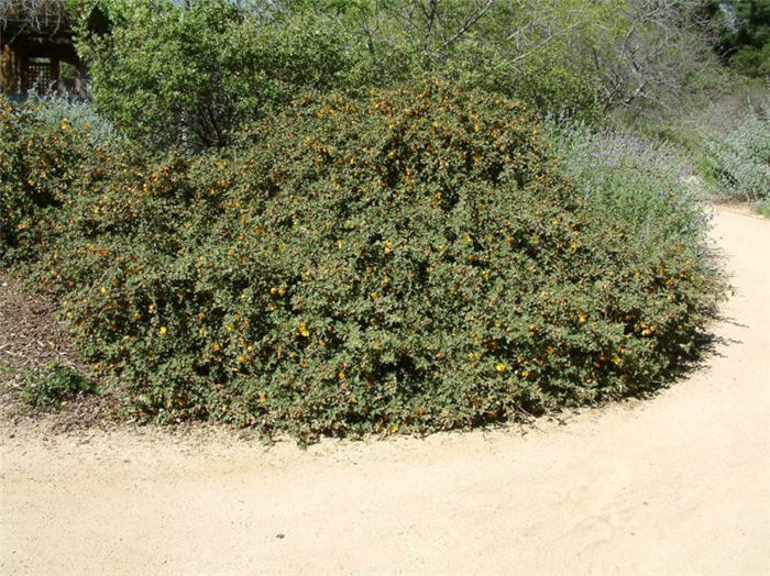 Plant photo of: Fremontodendron californicum decumbens
