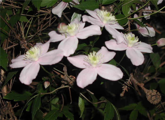 Plant photo of: Clematis montana rubens