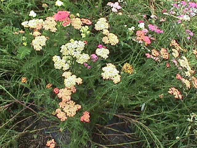 Plant photo of: Achillea millefolium 'Summer Pastels'