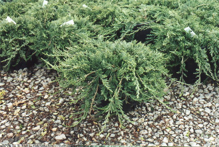 Plant photo of: Juniperus horizontalis 'Wiltonii'