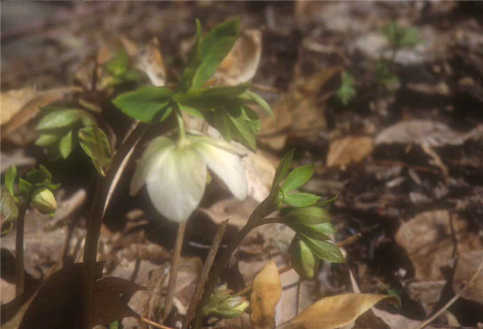 Plant photo of: Helleborus niger