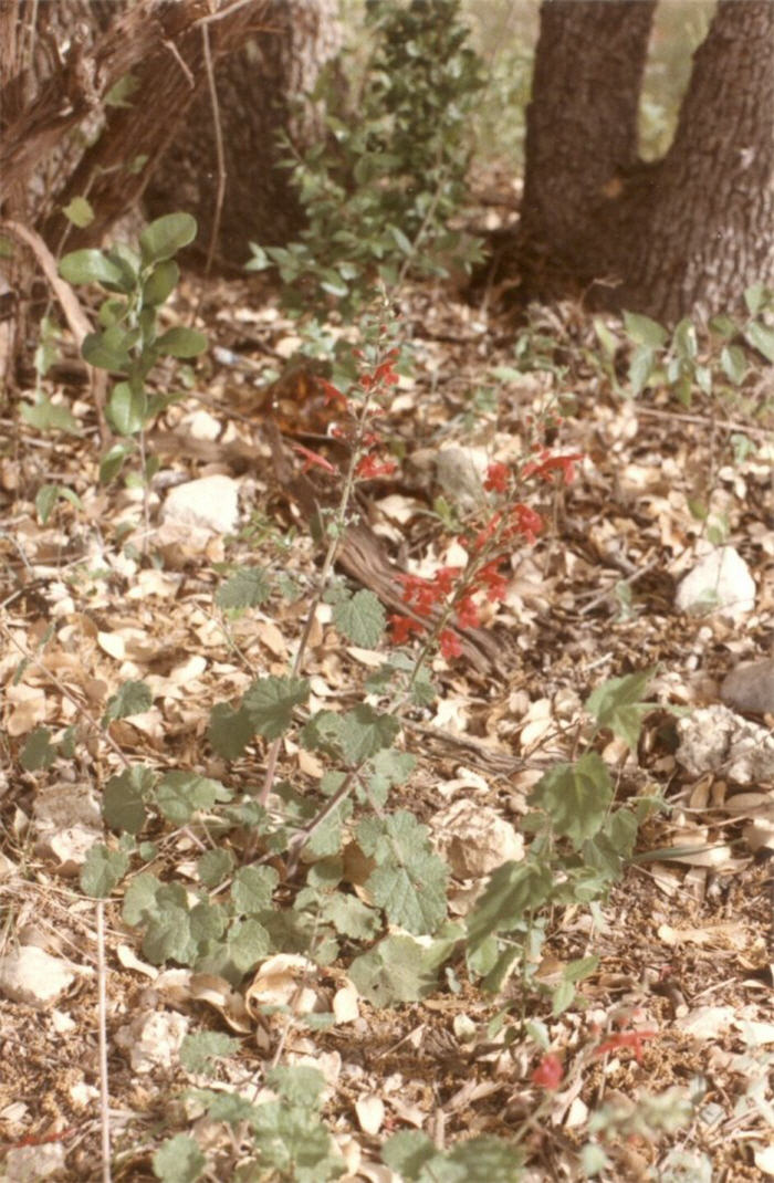 Plant photo of: Lobelia cardinalis