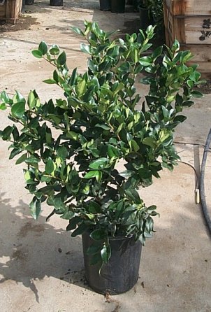 Plant photo of: Ligustrum japonicum 'Texanum'