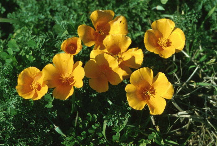 Plant photo of: Eschscholzia californica