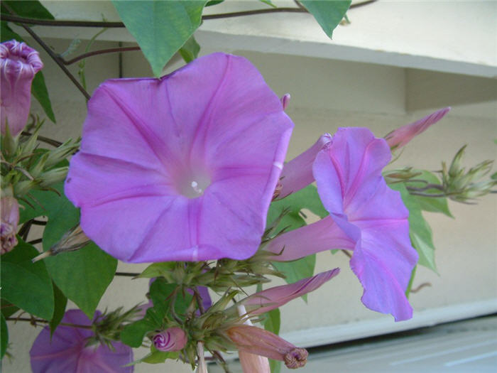 Plant photo of: Ipomoea purpurea