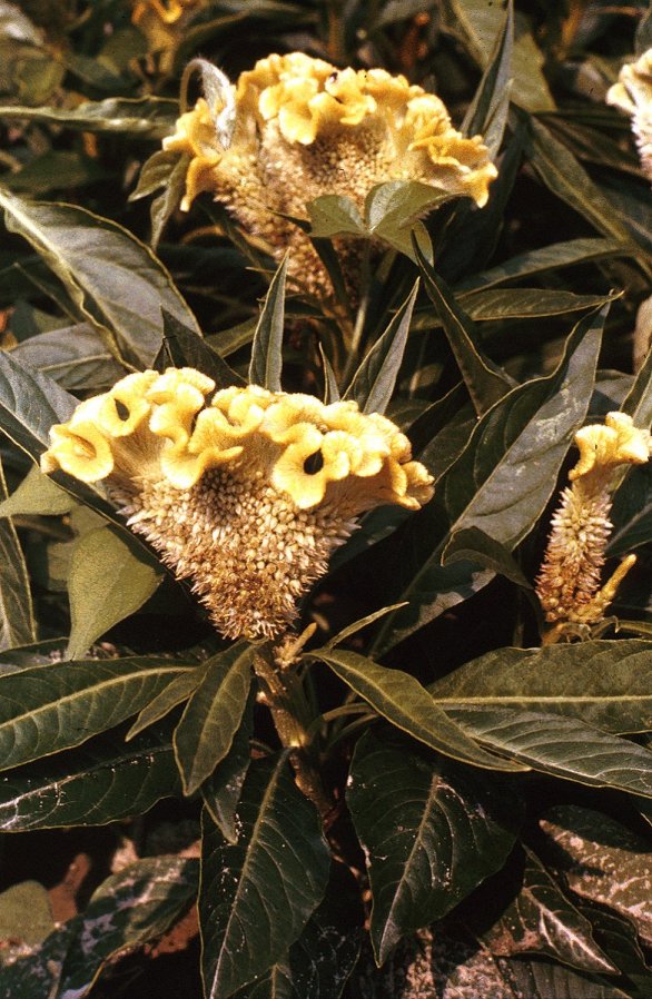 Plant photo of: Celosia 'Cristata'