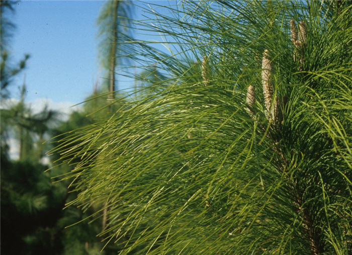 Plant photo of: Pinus canariensis