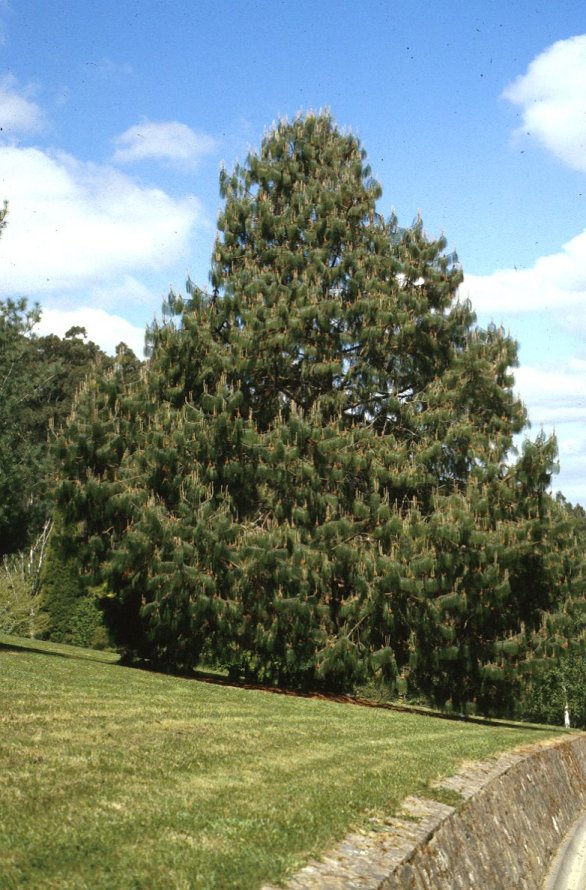 Jelecote or Mexican Pine