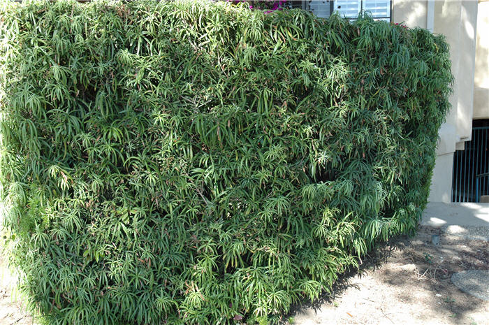 Plant photo of: Podocarpus macrophyllus