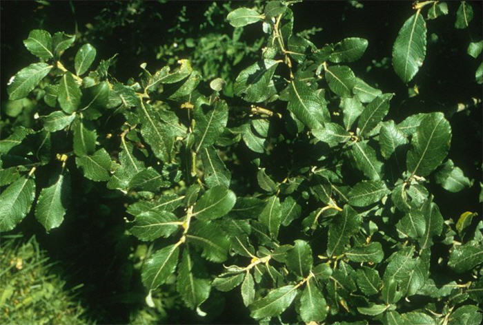 Plant photo of: Salix caprea