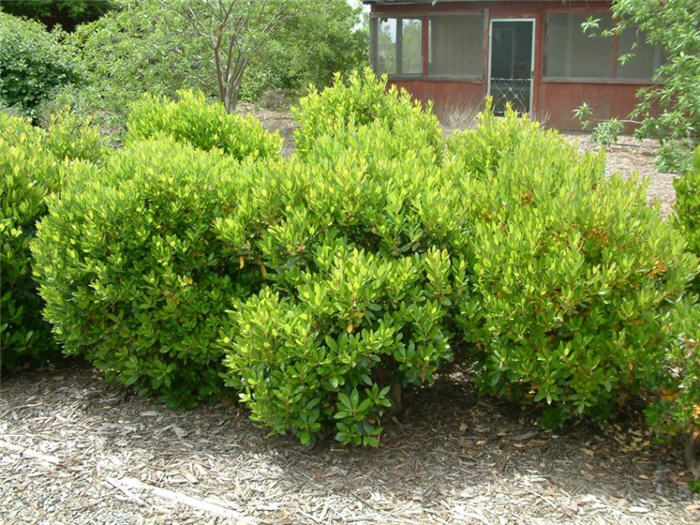 Plant photo of: Arbutus unedo 'Compacta'