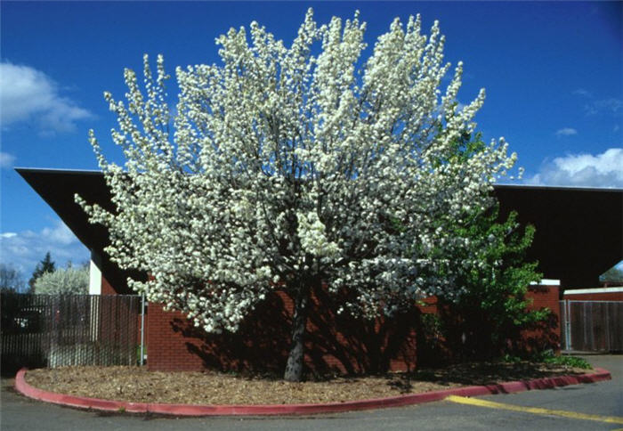 Evergreen or Flowering Pear