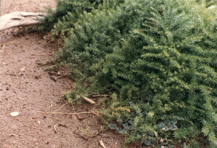 Plant photo of: Asparagus densiflorus 'Sprengeri'