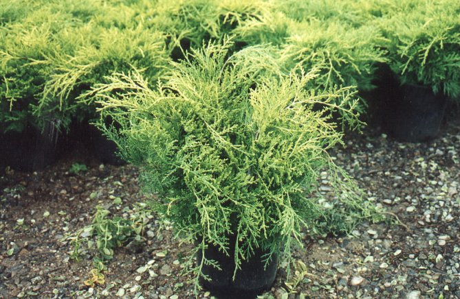 Plant photo of: Juniperus chinensis 'Aurea'