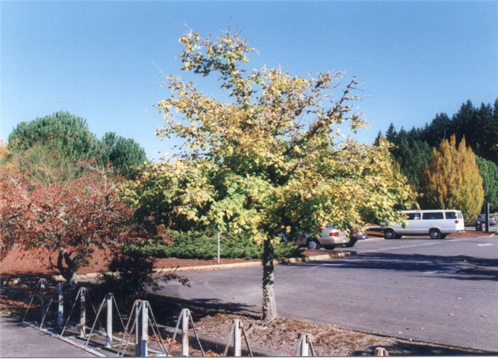 Hedge Maple
