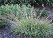 Hamelin White Plume Fountain Grass