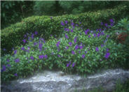 Purple Showers Viola