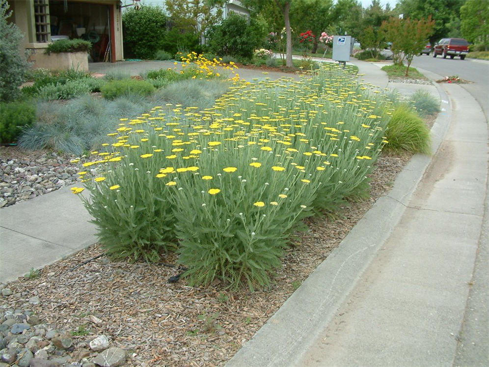 Yarrow Row