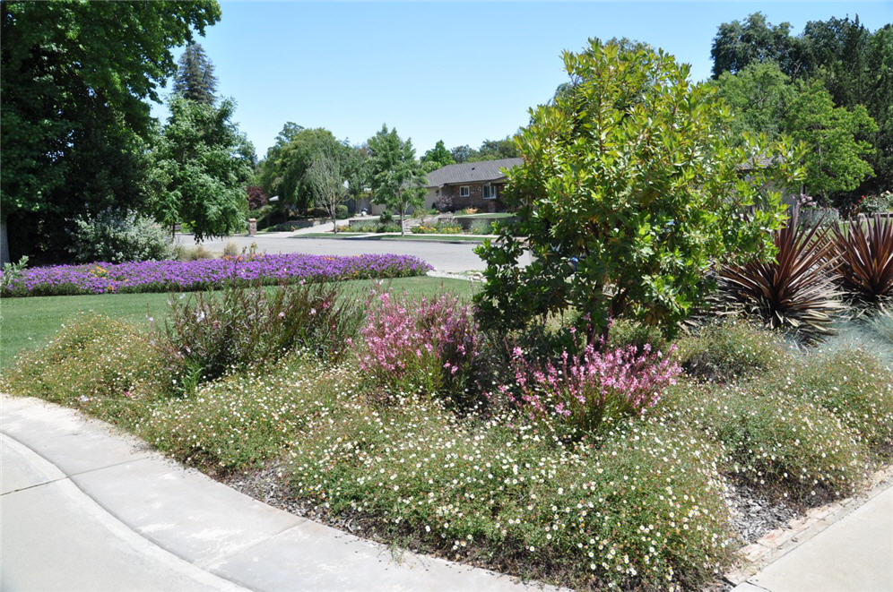 Santa Barbara Daisies and Friends