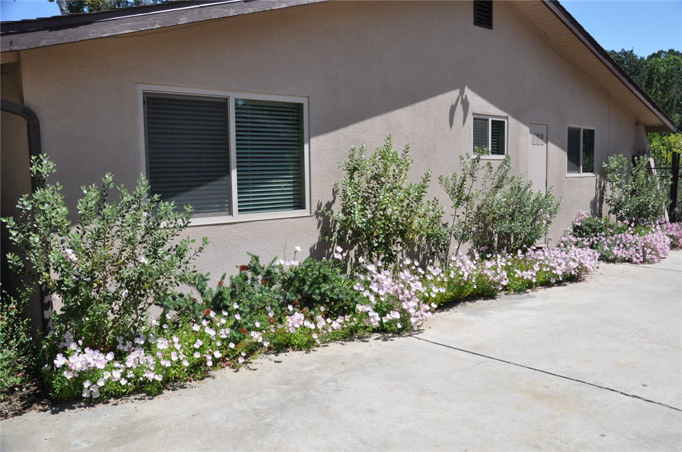 Mexican Primrose Row