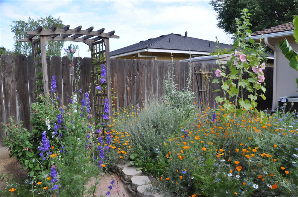 California Poppy Garden