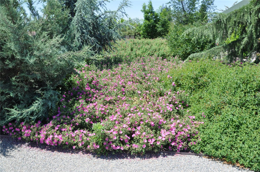 Densely Packed Border