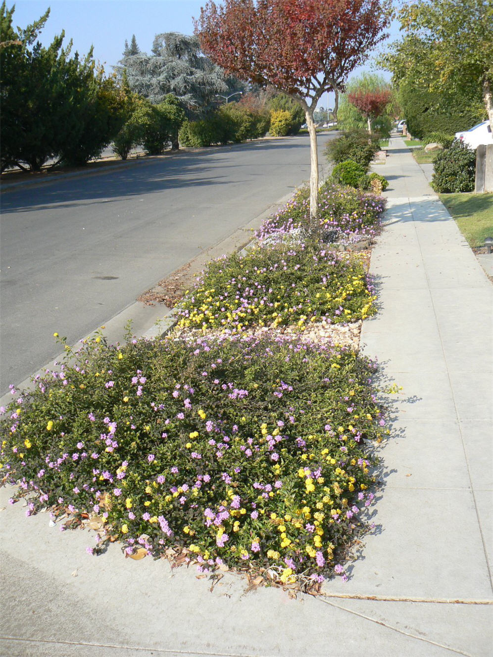 Colorful Curb and Sidewalk