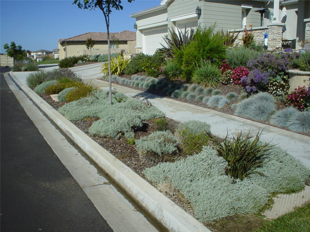 Parking Strip Snow in Summer