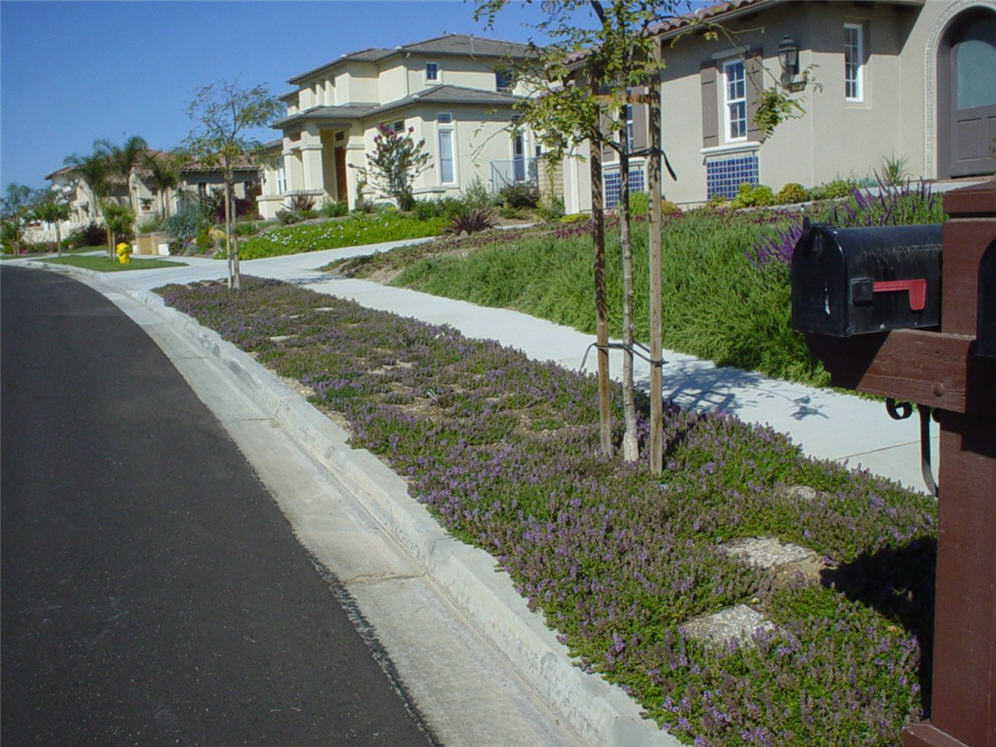 Creeping Thyme