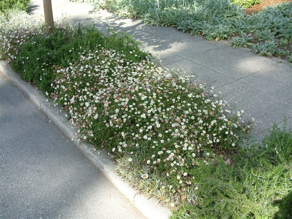 Bouquet Next to Street