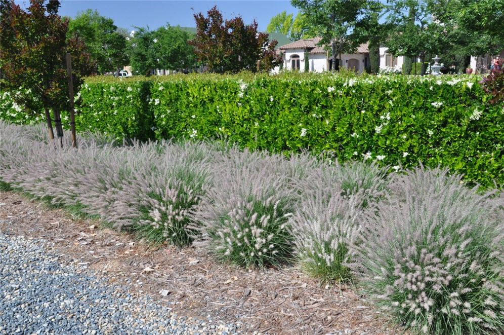 Waving Grasses