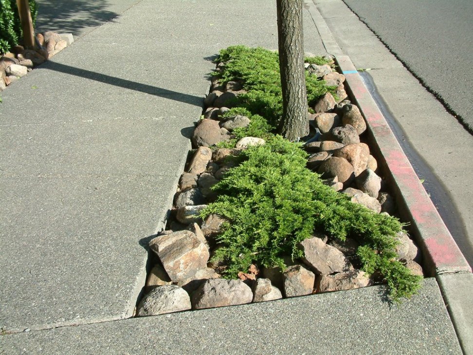 Juniper and Rock Strip