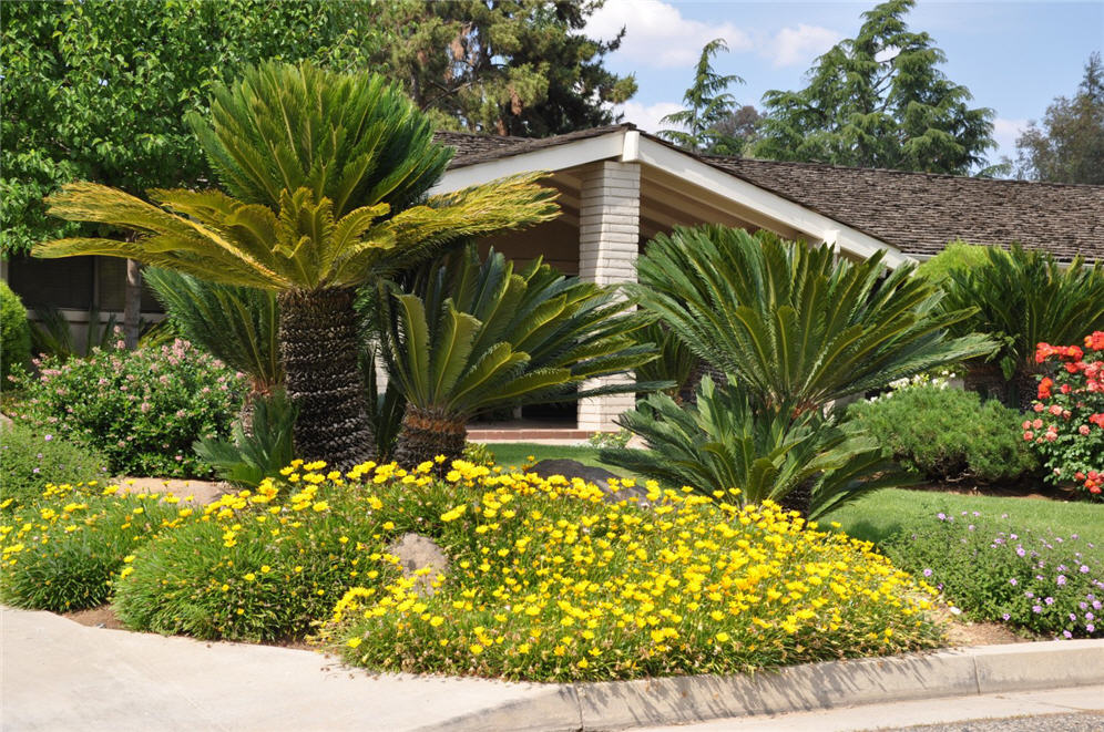 Sago Palm Garden