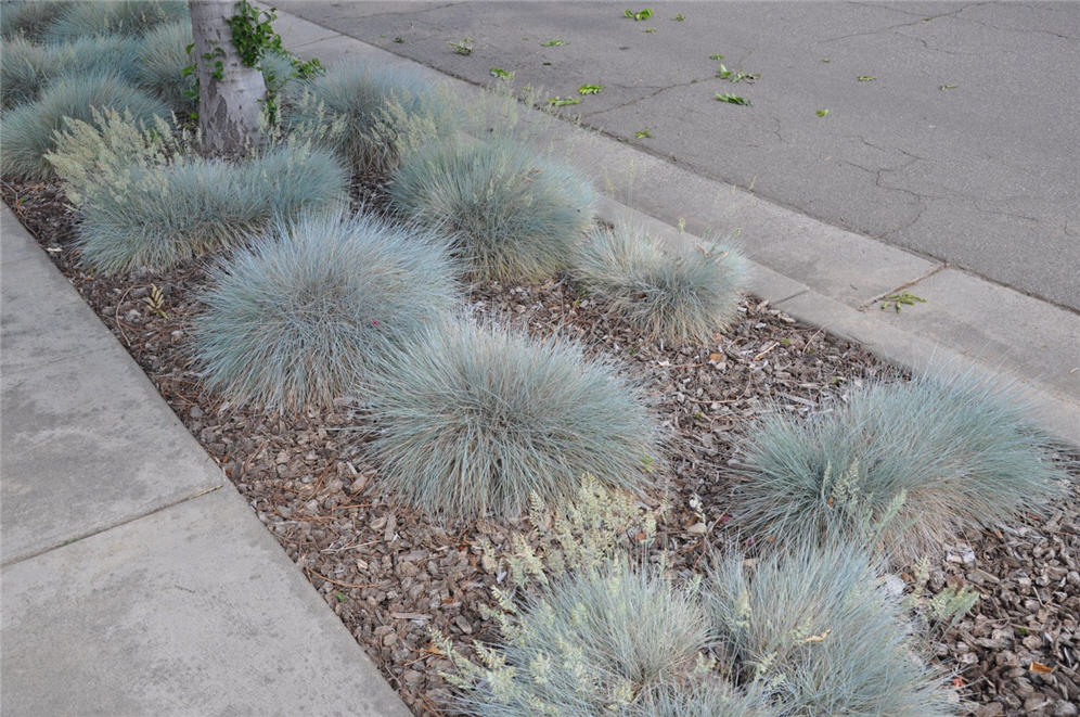 Festuca Parking Strip