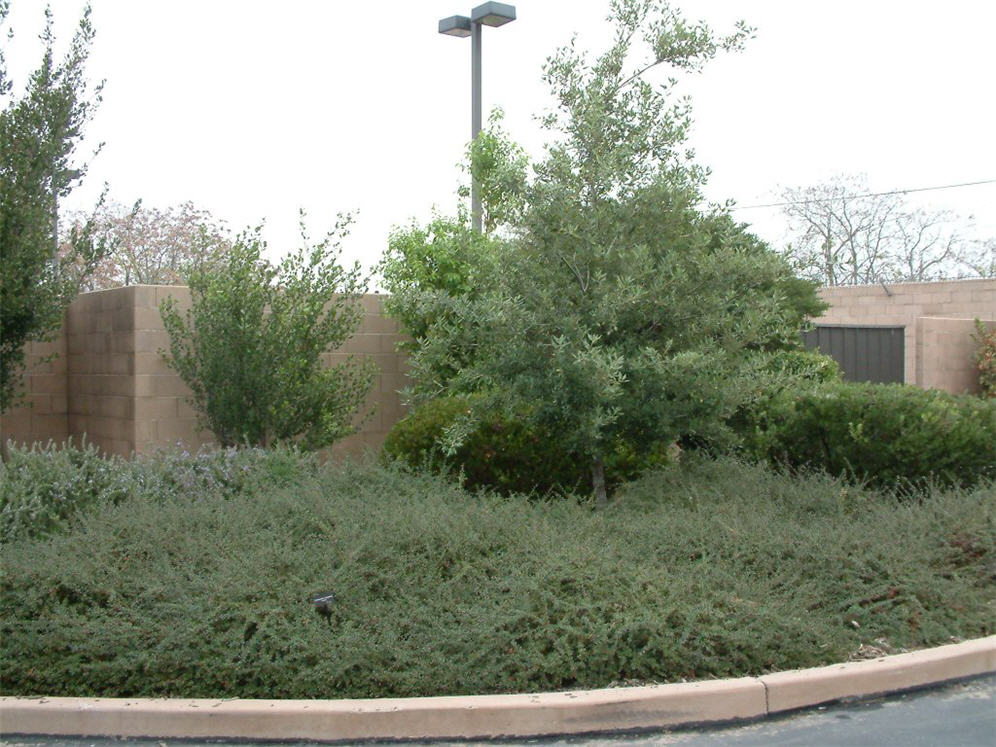 Suburban Street Planting Fall