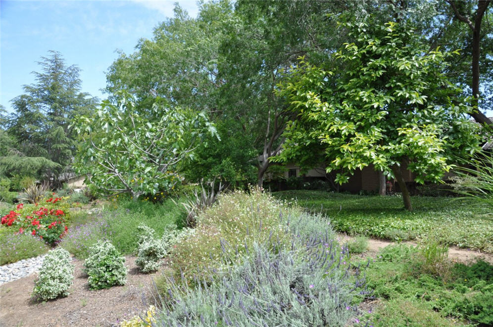 Woodland and Meadow