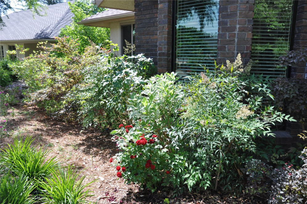 Shrub Border