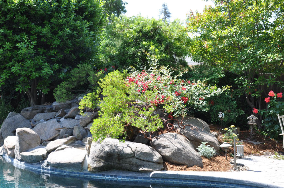 Manzanita Near Pool Edge