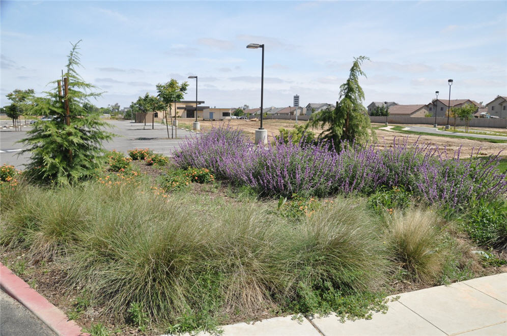 Grasses + Blooms = Good Neighbors