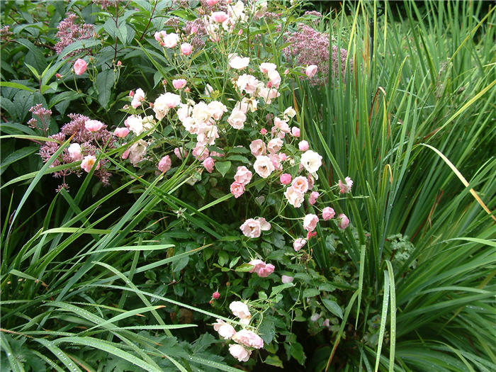 Plant photo of: Rosa cv. floribunda pink
