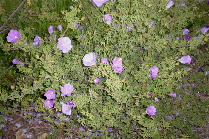 Plant photo of: Alyogyne huegelli 'Purple Delight'