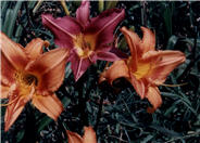 Orange Crush Daylily