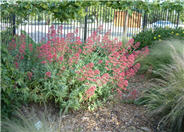 Jupiter's Beard, Red Valerian