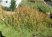 Japanese Blood Grass